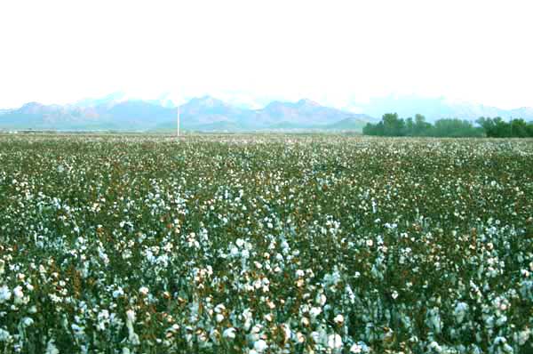 cotton fields image
